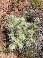 Cylindropuntia imbricata rosea