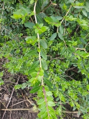 Lonicera ligustrina
