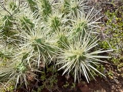 Cylindropuntia imbricata rosea