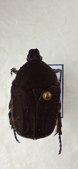 Protaetia morio