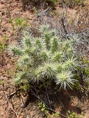 Cylindropuntia imbricata rosea