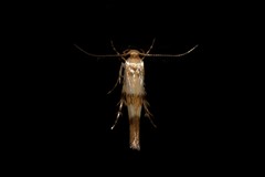 Stathmopoda tritophaea