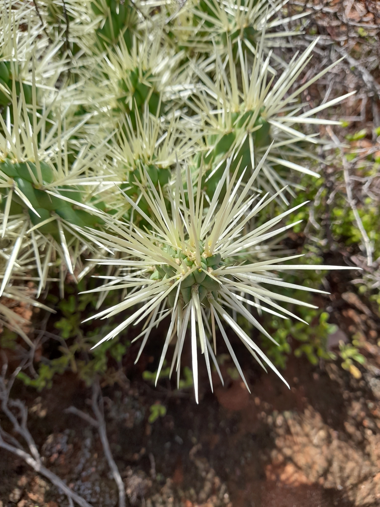 Cylindropuntia pallida