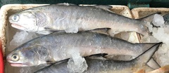 Eleutheronema