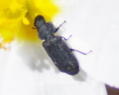 Falsomelyris
