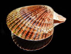 Mimachlamys varia