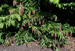 Noahdendron nicholasii