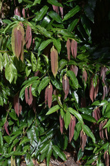 Noahdendron nicholasii