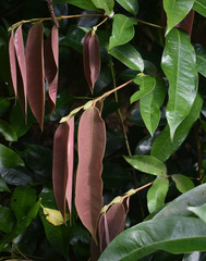 Noahdendron nicholasii