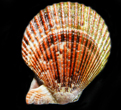 Mimachlamys varia
