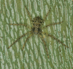 Philodromus buxi