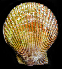 Mimachlamys varia