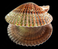 Mimachlamys varia