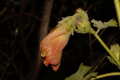 Hibiscus panduriformis image