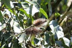 Leucosceptrum canum