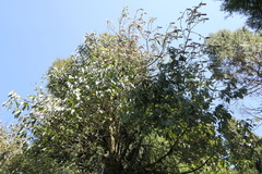 Leucosceptrum canum