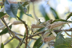 Leucosceptrum canum