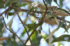 Leucosceptrum canum
