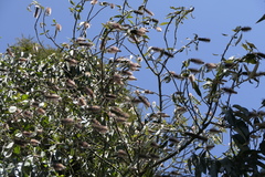 Leucosceptrum canum