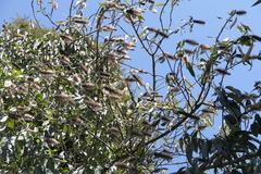 Leucosceptrum canum