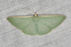 Prasinocyma ocyptera