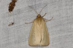 Heliocheilus moribunda