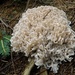 Cauliflower Mushrooms - Photo (c) Rob, some rights reserved (CC BY-NC-ND)