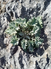 Campanula topaliana delphica