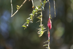 Agapetes serpens