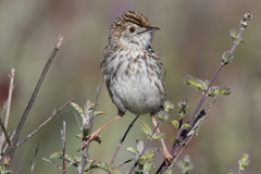 Cisticola textrix textrix