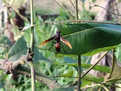 Polistes sagittarius