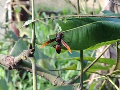 Polistes sagittarius