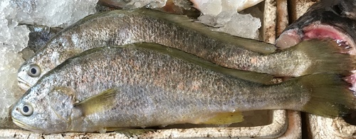 Large Yellow Croaker (Larimichthys crocea) · iNaturalist