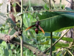 Polistes sagittarius