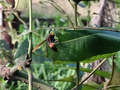 Polistes sagittarius