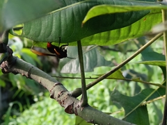 Polistes sagittarius