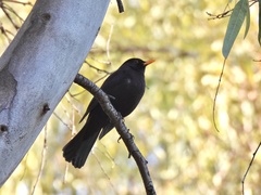 Turdus merula aterrimus