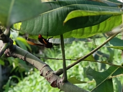 Polistes sagittarius