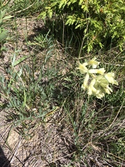 Oxytropis sericea speciosa