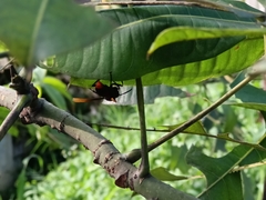 Polistes sagittarius
