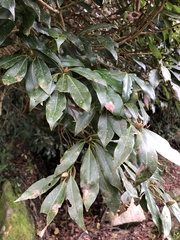 Machilus japonica