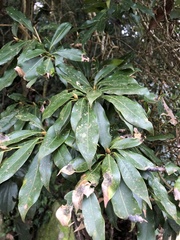 Machilus japonica