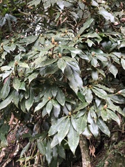 Machilus japonica