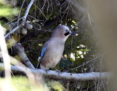 Garrulus glandarius graecus
