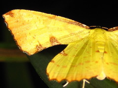 Corymica pryeri