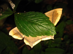 Thinopteryx crocoptera