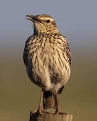 Certhilauda curvirostris