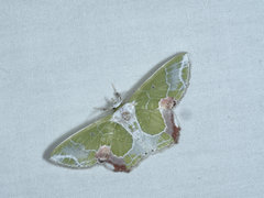 Protuliocnemis partita