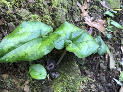 Asarum macranthum