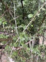 Pyrostria hystrix